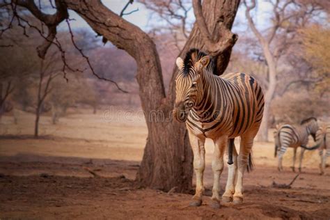 African Plains Zebra on the Dry Yellow Savannah Grasslands. Stock Photo ...