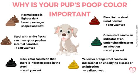 What Does It Mean When Your Puppy Has Diarrhea