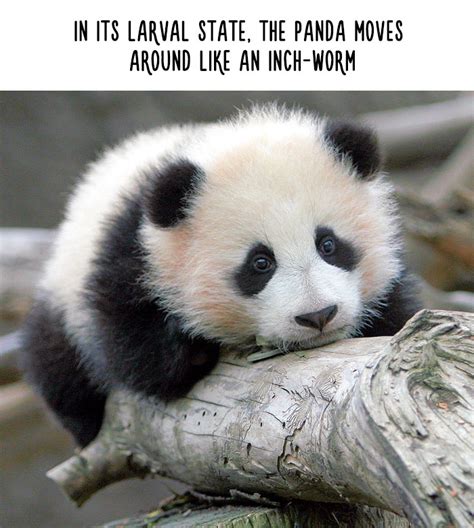 Funny Animal Facts | Bored Panda