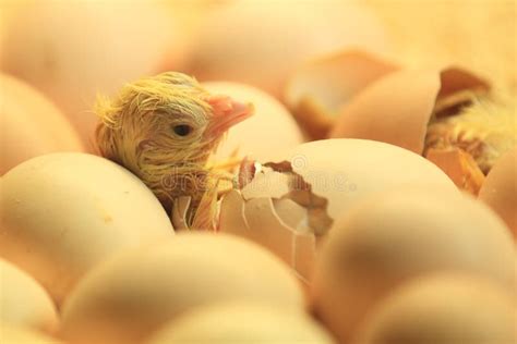 Hatching stock image. Image of poultry, cockerel, small - 2055639