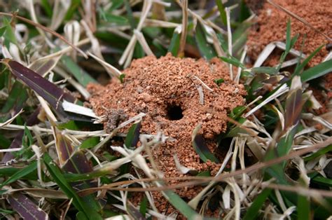 Ground bee | Walter Reeves: The Georgia Gardener