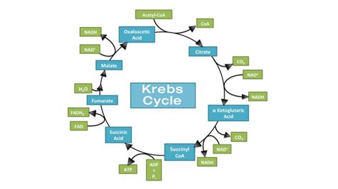 Krebs Cycle Steps For Kids