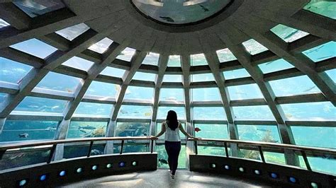 Seattle Aquarium How Long To Visit - Aquarium Views