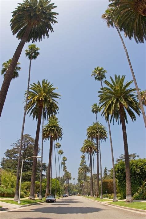 A view of the Palm Trees on the wide streets of Beverly Hills Palm Tree ...