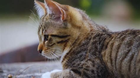 Should I Give My Cat Anti-Anxiety Medication? Understanding Feline ...