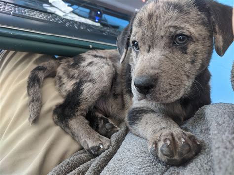 His name is Spud, because he is a Potato. : r/aww