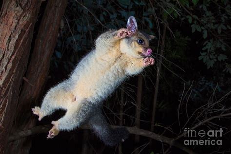 Common Brushtail Possum Photograph by B.G. Thomson - Pixels