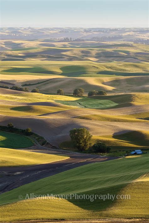 "Palouse Hills"