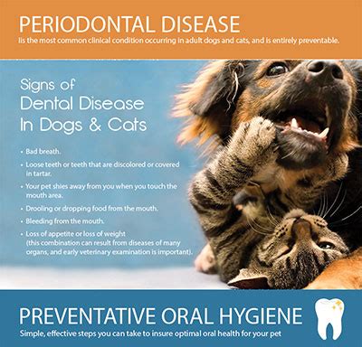 Periodontal Disease in Dogs & Cats | AHVC