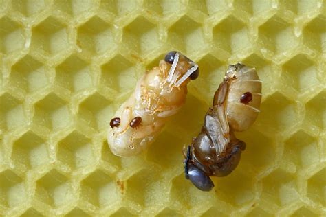 Varroa Mites: No-Treatment is the Best Treatment | Root Simple