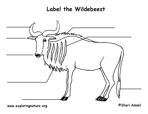 Wildebeest Anatomy