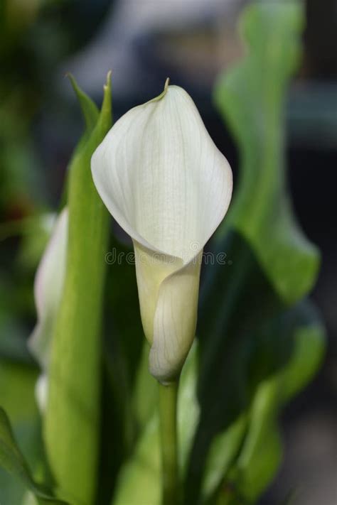 Garden calla lily stock photo. Image of green, leaf - 141876518