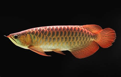 Asian Arowana Fish Care Guide And Breeding