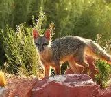 Kit Fox - Description, Habitat, Image, Diet, and Interesting Facts