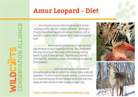 Amur Leopard - Diet - DocsLib