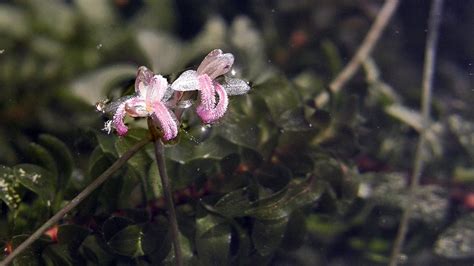 Elodea canadensis | Invasive plant species in Portugal