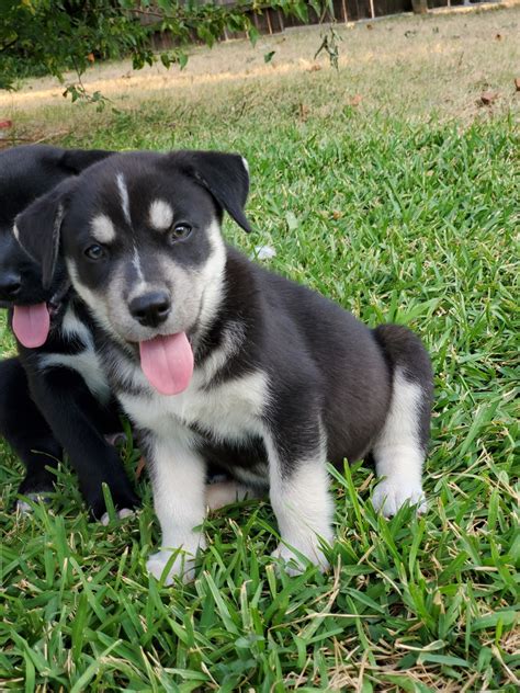 Alaskan Husky Puppies For Sale | Copperas Cove, TX #334612