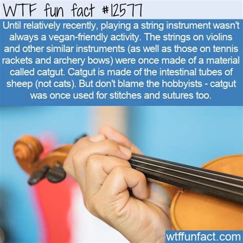 WTF Fun Fact 12577 - Catgut strings