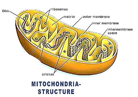 STRUCTURE AND FUNCTION OF MITOCHONDRIA