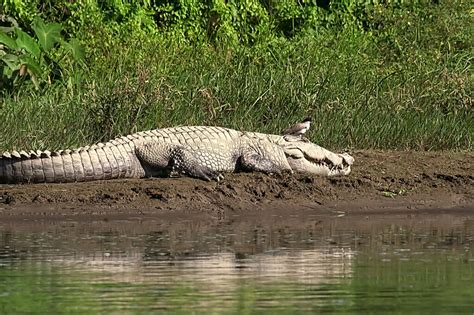 6 Sounds Crocodiles Make and What They Mean - A-Z Animals