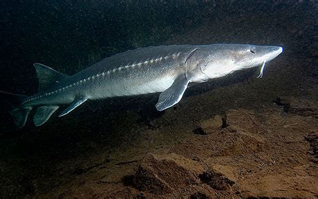 White Sturgeon – Oregon Conservation Strategy