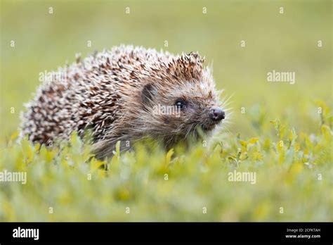 Hedgehog, (Scientific name: Erinaceus europaeus) Wild, native, European ...