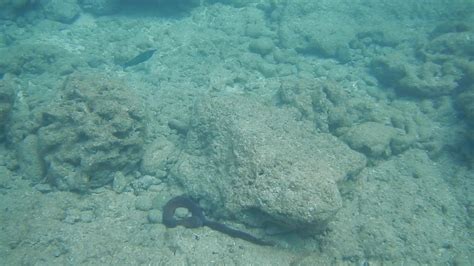 Snorkeling Kaanapali Beach Maui Video 4 - YouTube