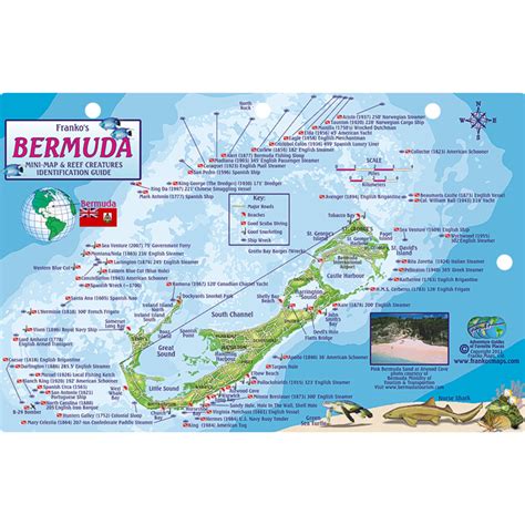 Franko Maps Bermuda Coral Reef Dive Creature Guide 5.5 X 8.5 Inch ...