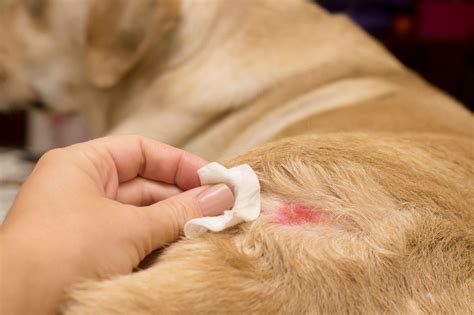 Pyoderma In Dogs: What Every Owner Needs to Know | MIDOG TEST