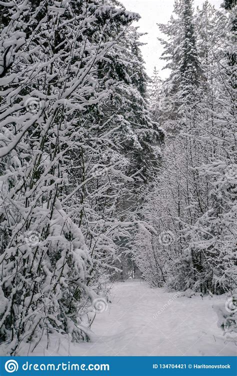 Trail in the winter forest stock image. Image of forest - 134704421