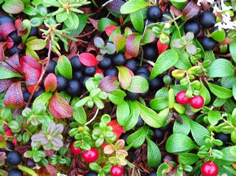 Bear Berries (larger and not as flavorful as Crowberries) | Natural gifts, Berries, Botanical