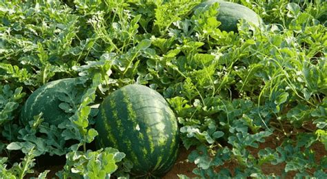 Watermelon Farming Information Guide | Asia Farming