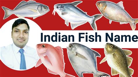 Indian Sea Fish Pictures And Names Pdf - Macan Png