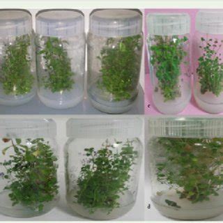 Effect of salinity stress on plant growth and development at different... | Download Scientific ...