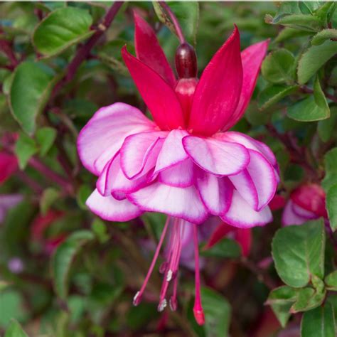 Fuchsia Icy Pink (Upright Bush) | Tray of 42 Large Plug Plants | Fuchsia flowers, Fuchsia plant ...