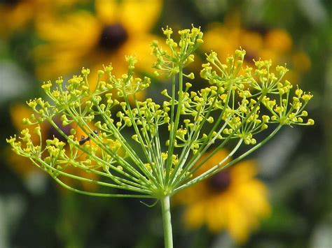 Fennel Flower Photograph by Alfred Ng