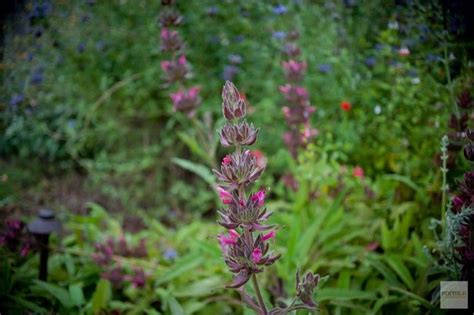 Hummingbird Sage | City garden, Native plant gardening, Garden tours