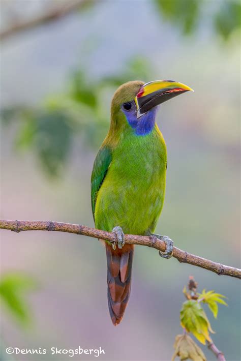 3750 Emerald Toucanet, Costa Rica - Dennis Skogsbergh PhotographyDennis Skogsbergh Photography