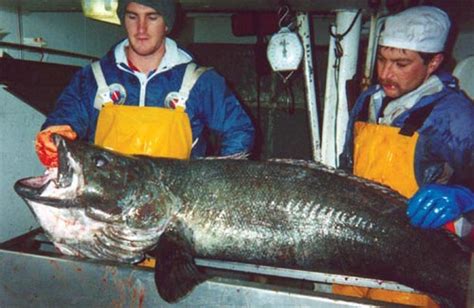 Patagonian toothfish – Deep-sea creatures – Te Ara Encyclopedia of New Zealand