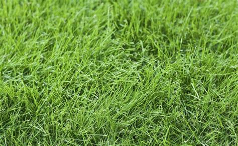 Fine Fescue Care - Information And Tips On Using Fine Fescue For Lawns | Gardening Know How