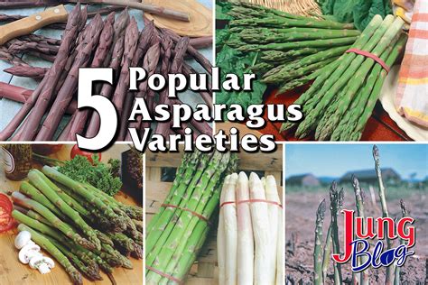 5 Popular Asparagus Varieties | Jung Seed Gardening Blog