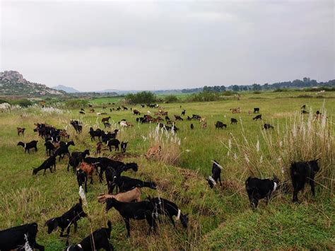 Black Bengal Goat Khasi,Male,Female, Meat, 7 To 12 Months at Rs 450/kg in Kolkata