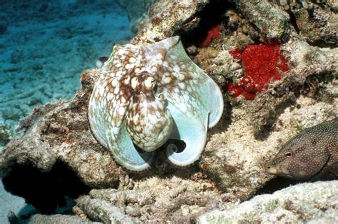 Common Octopus – "OCEAN TREASURES" Memorial Library