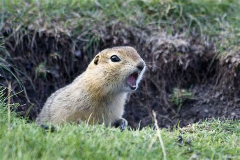 Best Gopher Poison | WildlifeRemoval.com