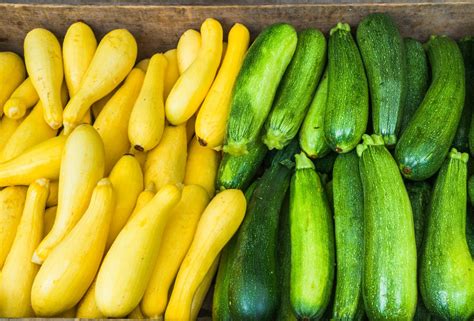 How to Preserve Zucchini and Summer Squash 5 Ways - Food Gardening Network