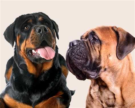 Bull Mastweiler: Your Guide To The Rottweiler Bullmastiff Mix