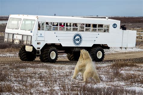 Polar Bears at Tundra Buggy Lodge | Discover North America