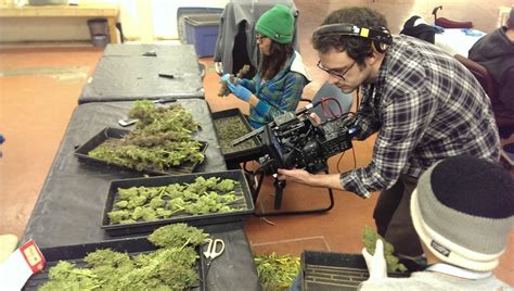 California Marijuana College: California college for cannabis