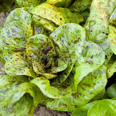 Romaine Lettuce Seeds 1000pcs - BestSeedsOnline.com - Free Shipping ...