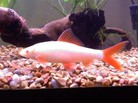 Albino Red-Fin Shark (Epalzeorhynchos frenatum sp.)